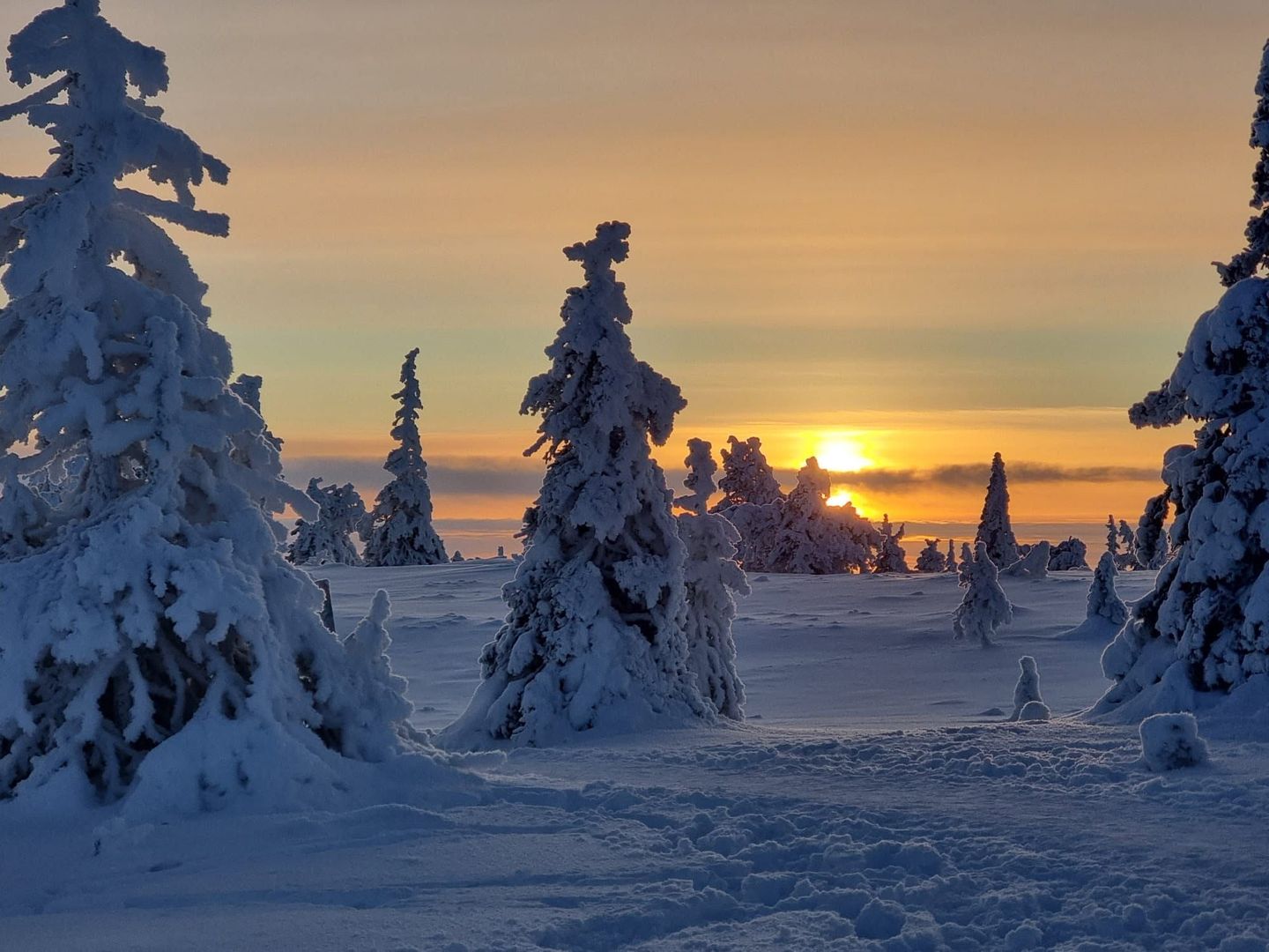 Tykkylumen peittämiä kuusia tunturissa, taustalla oranssina hehkuva talviaurinko.